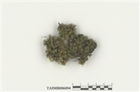 藏品(挾葉擬合睫蘚)的圖片